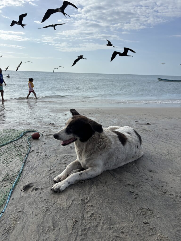 chien de plage
